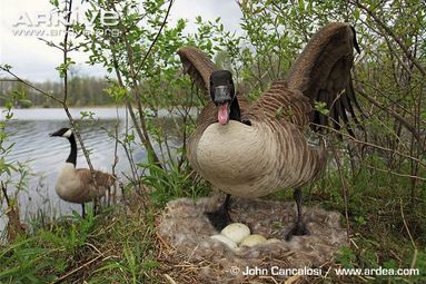 What is a young goose called?
